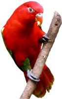 jimmytel-birds-voip-web-phone-leftside-red-parrot.png