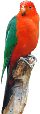jimmytel-birds-voip-web-phone-rightlooking-parrot.png