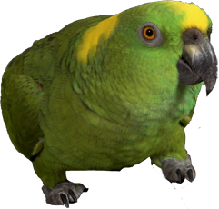jimmytel-birds-voip-web-phone-leftside-green-parrot.png