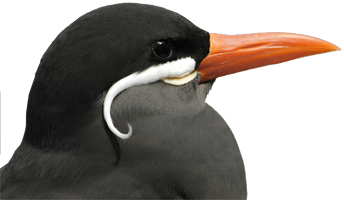jimmytel-birds-voip-web-phone-leftside-black-grey.png